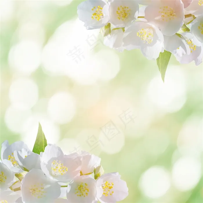 梦幻彩色光斑白色花朵鲜花高清图片