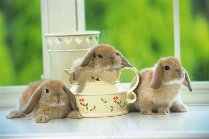 三只灰色的小兔子图片