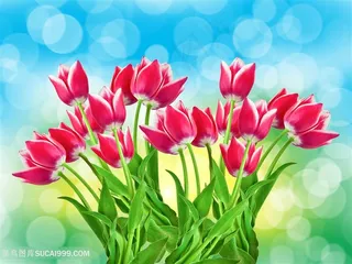 高清唯美红色郁金香花束鲜花图片