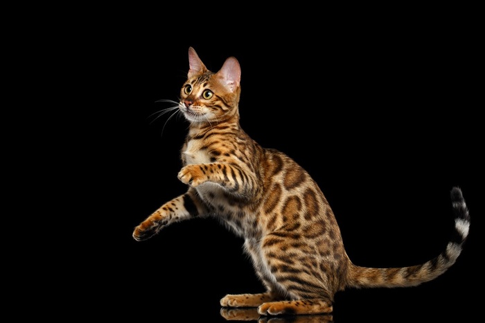 正在玩耍的豹纹猫咪高清摄影图