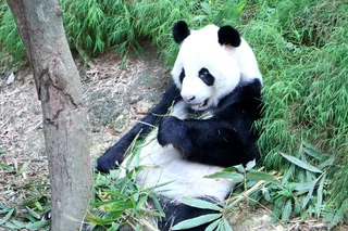 高清大熊猫图片