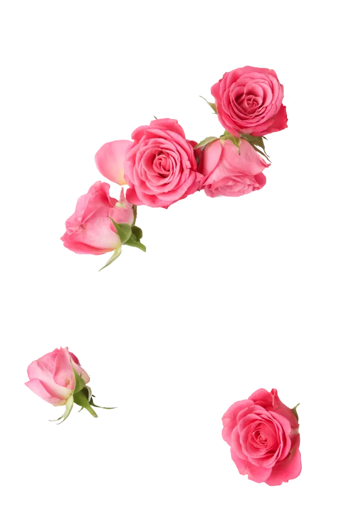 鲜花玫瑰免扣素材