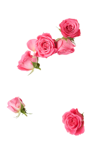 鲜花玫瑰免扣素材