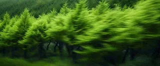 绿色树木虚幻树林摄影图