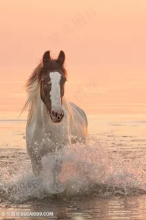 海水里的白色骏马图片 海水里的白色骏马图片