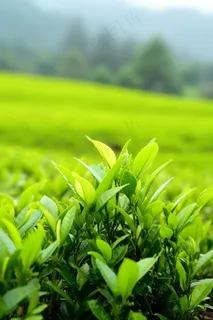茶叶茶园种植摄影图 茶叶茶园种植摄影图