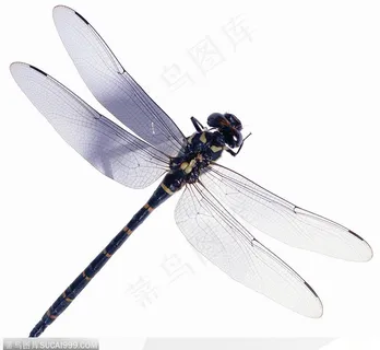 昆虫世界-斜着的蜻蜓