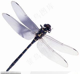 昆虫世界-斜着的蜻蜓