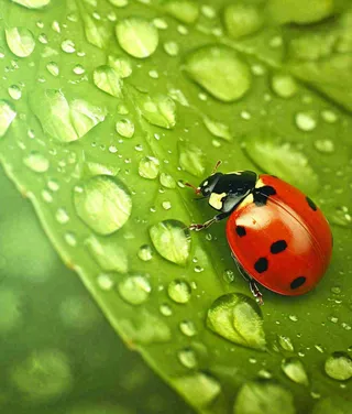 春天夏天七星瓢虫动物昆虫在绿叶上，谷雨立夏夏至小暑摄影图