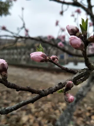 桃花依旧笑春风