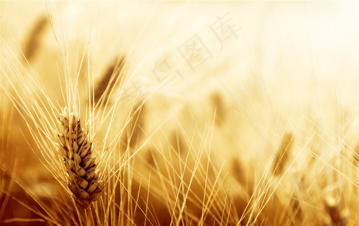 长麦芒的小麦近景微距摄影