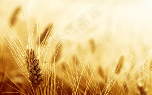 长麦芒的小麦近景微距摄影 长麦芒的小麦近景微距摄影