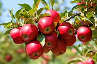 苹果果树摄影图