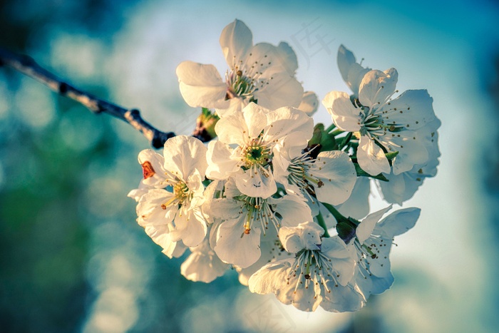 白色苹果花枝花朵图片