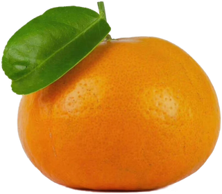 橘子水果免扣素材