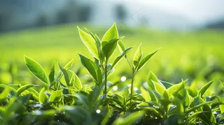 茶叶茶园种植摄影图