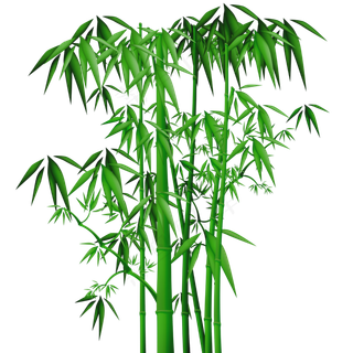 免抠实物竹子摄影图透明图层