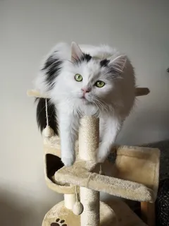 可爱猫咪猫猫摄影素材 可爱猫咪猫猫摄影素材