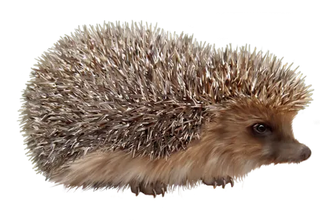 刺猬动物实物