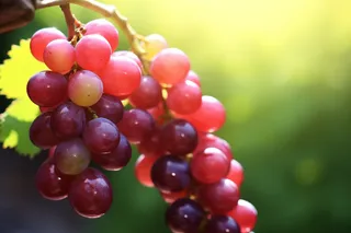 阳光下的葡萄葡萄架水果摄影图