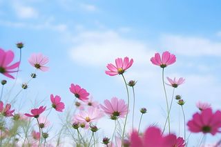 小花粉紫色摄影