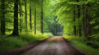 夏天森林小径绿色摄影图