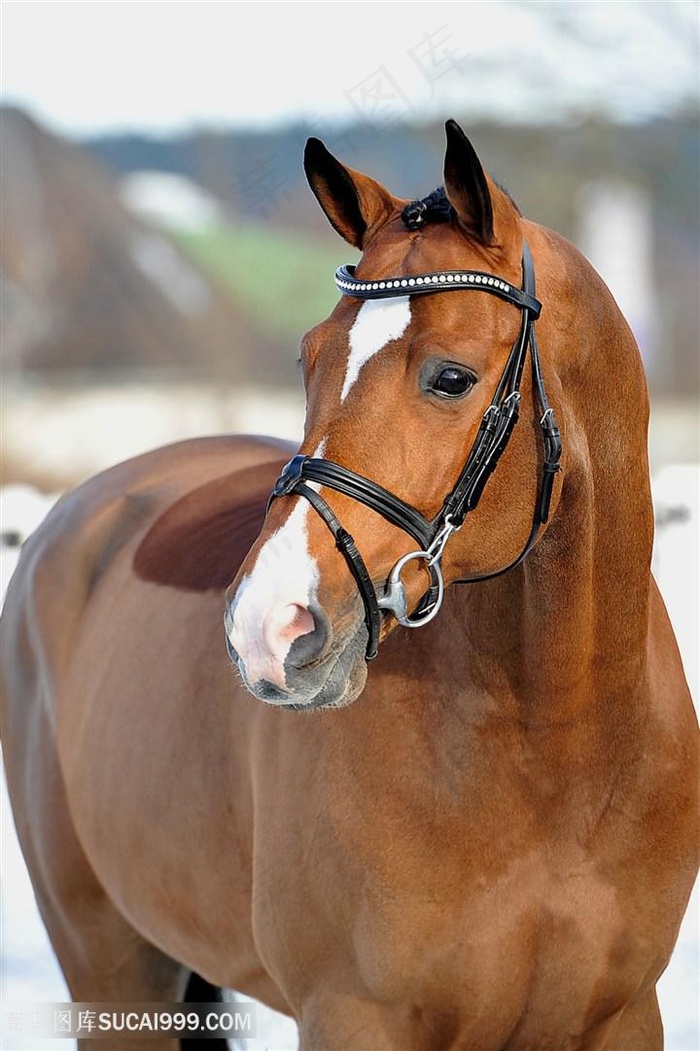 马场黄色骏马图片