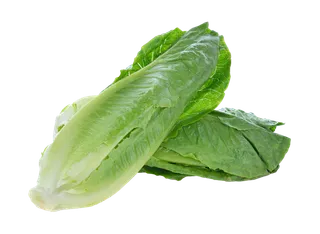 生菜 (37)超市商品白底图免抠实物摄影png格式图片透明底