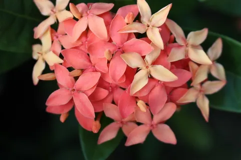 粉红色的花瓣 粉红色的花瓣