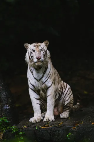 孟加拉白虎图片