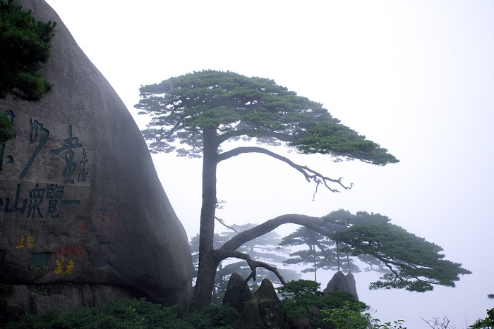 黄山奇松图片-第12张