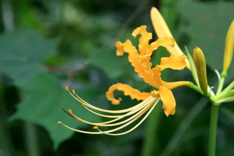 唯美彼岸花图片 唯美彼岸花图片