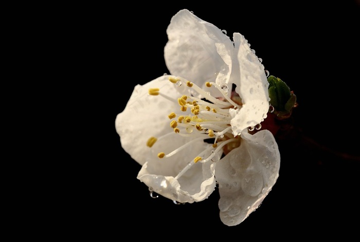 花卉杏花素材图片