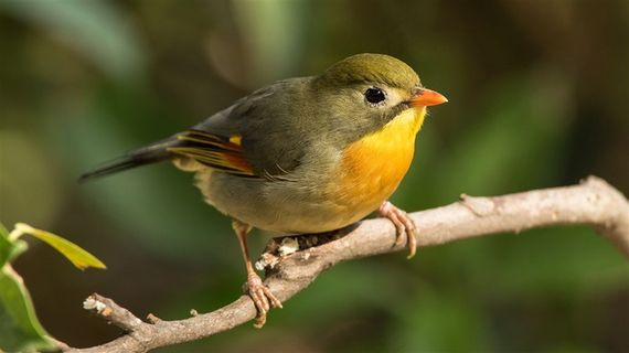 鸟类大全红嘴相思鸟大图