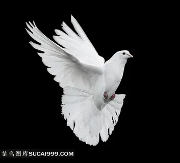 漂亮的鸽子图片 漂亮的鸽子图片