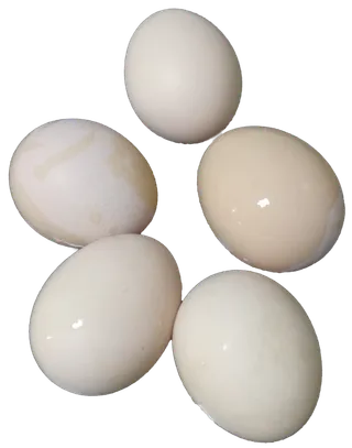 超市新鲜鸡蛋鸭蛋鹅蛋禽蛋免抠摄影实拍实物元素素材