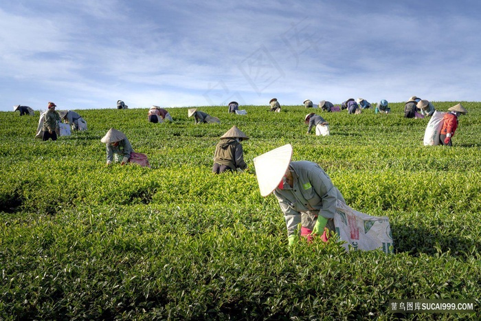 茶园采茶场景摄影素材