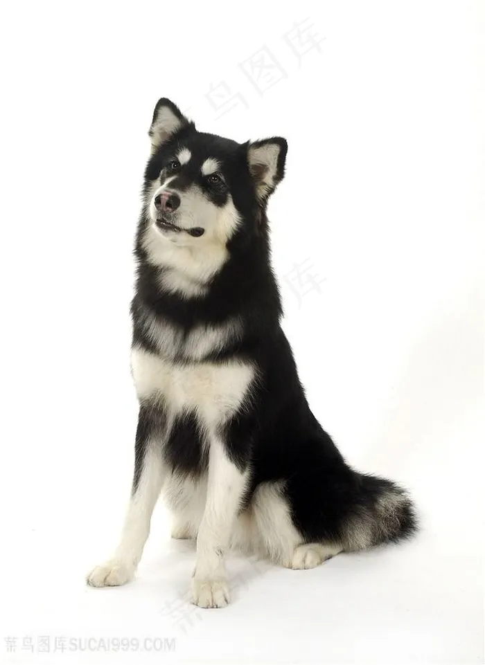 凝望主人的狗狗哈士奇