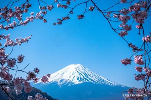 日本樱花富士山雪山美景 日本樱花富士山雪山美景