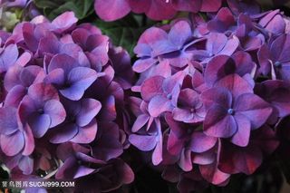 高清粉紫绣球花鲜花图片