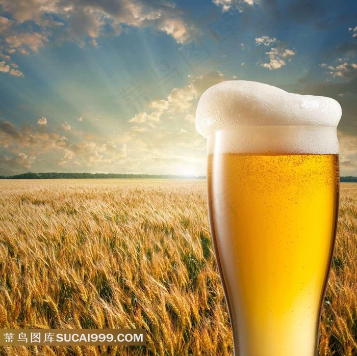 麦田和啤酒图片