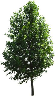 高清树木素材 免抠PSD植物素材 美术绘画园林贴图 树草灌木花草 高清树木素材 免抠PSD植物素材 美术绘画园林贴图 树草灌木花草