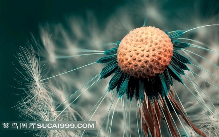 高清蒲公英摄影