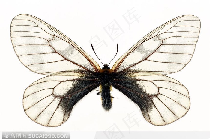 蝴蝶标本（花蝴蝶）