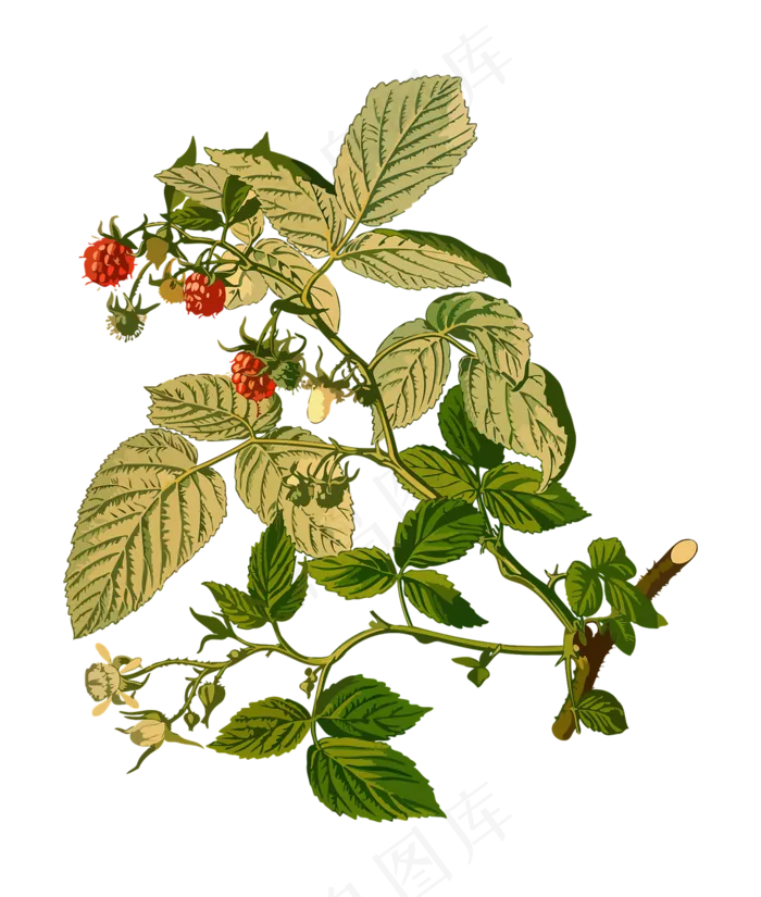 手绘草本中药药材
