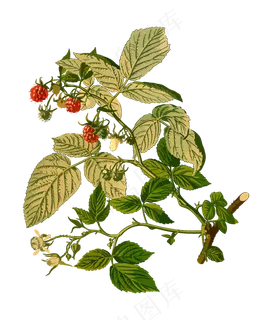 手绘草本中药药材 手绘草本中药药材