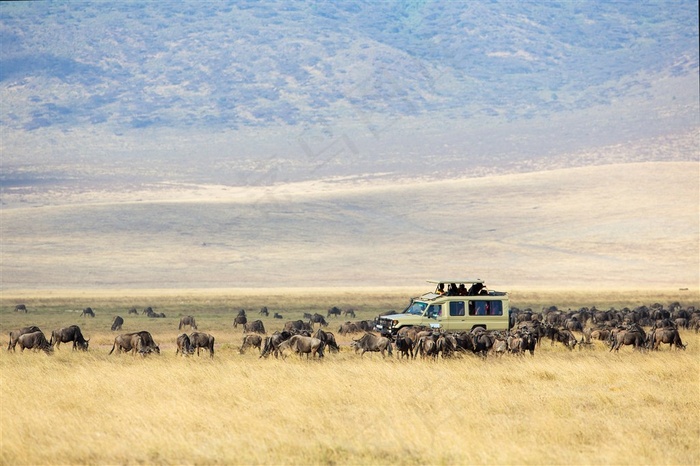 非洲草原动物图片