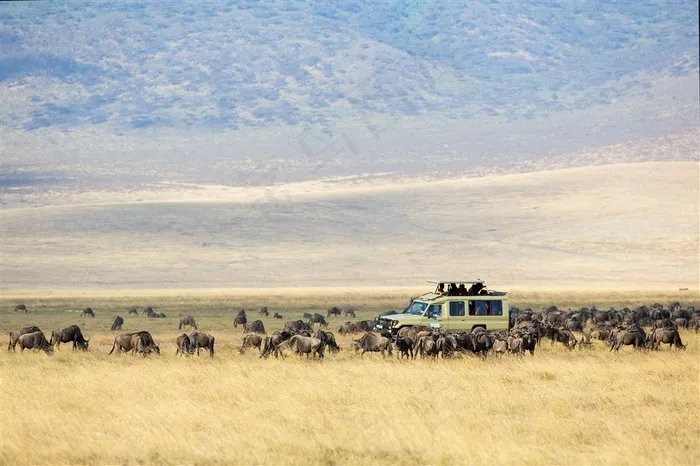 非洲草原动物图片
