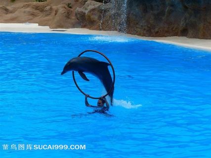 水族馆海豚表演摄影