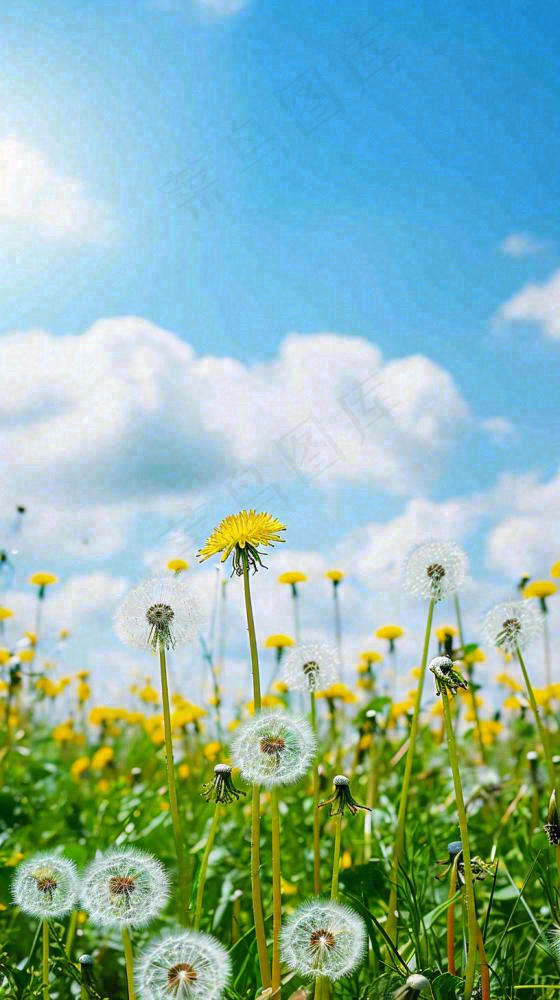 城市晴天阳光鲜花春天蓝天白云，立夏小满(816x1456)